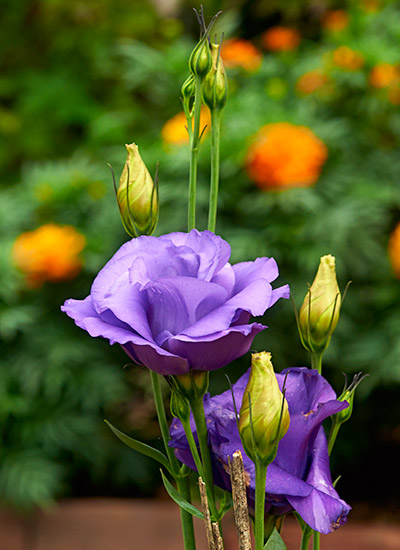 chọn giống-b1-Echo Blue’ lisianthus_1623311756.jpg